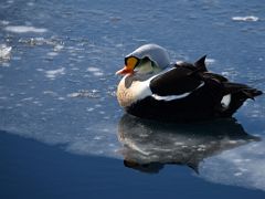 03B King Eider Duck On Ice On Day 4 Of Floe Edge Adventure Nunavut Canada